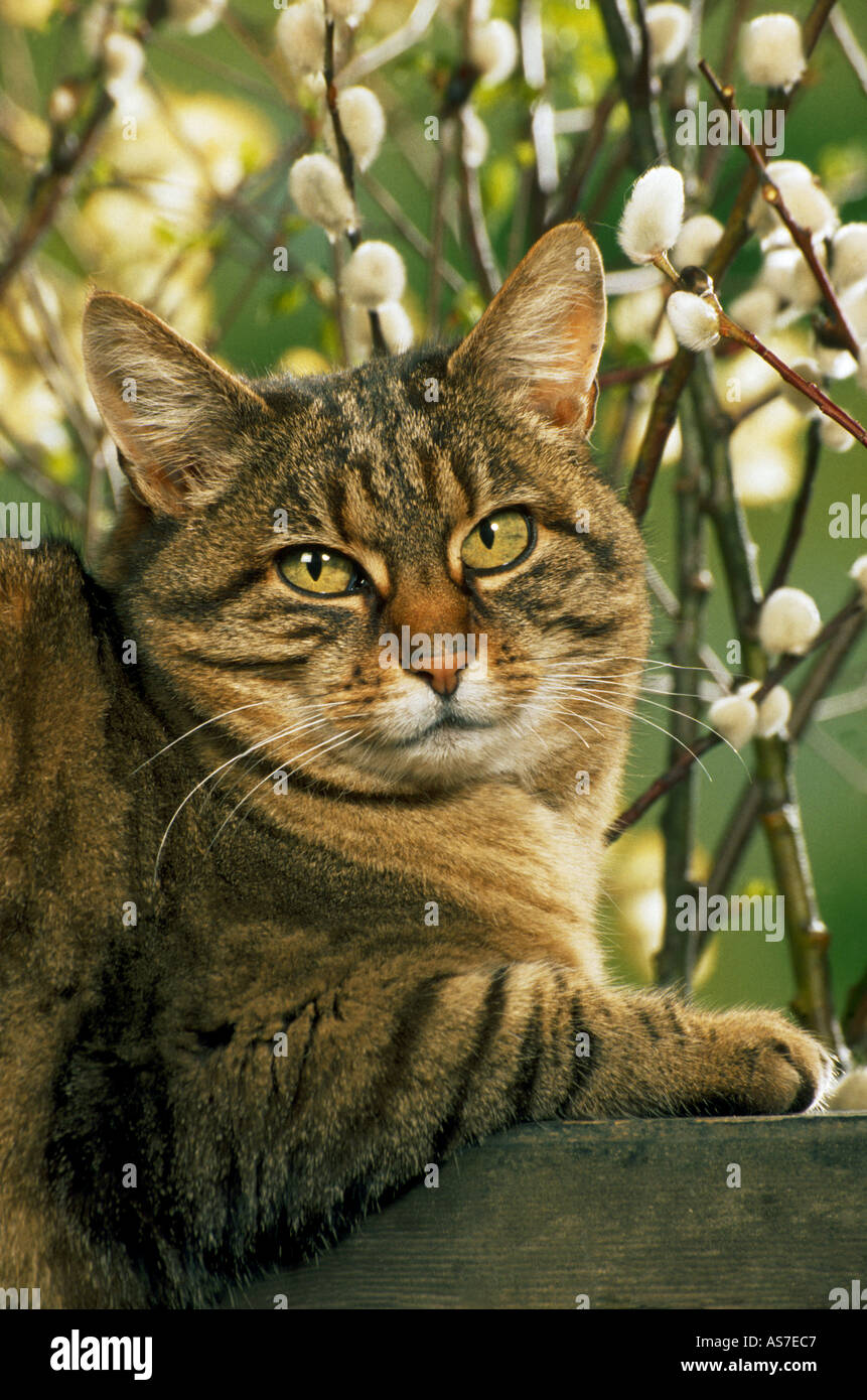 tabby domestic cat - in front of willow catkin Stock Photo