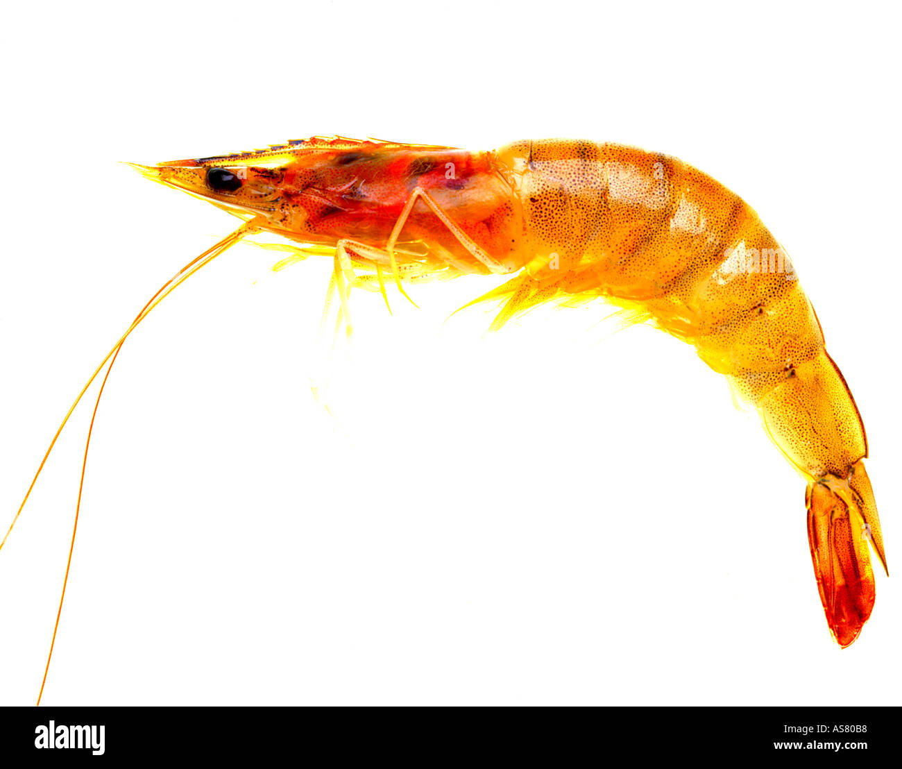 Crevette hi-res stock photography and images - Alamy