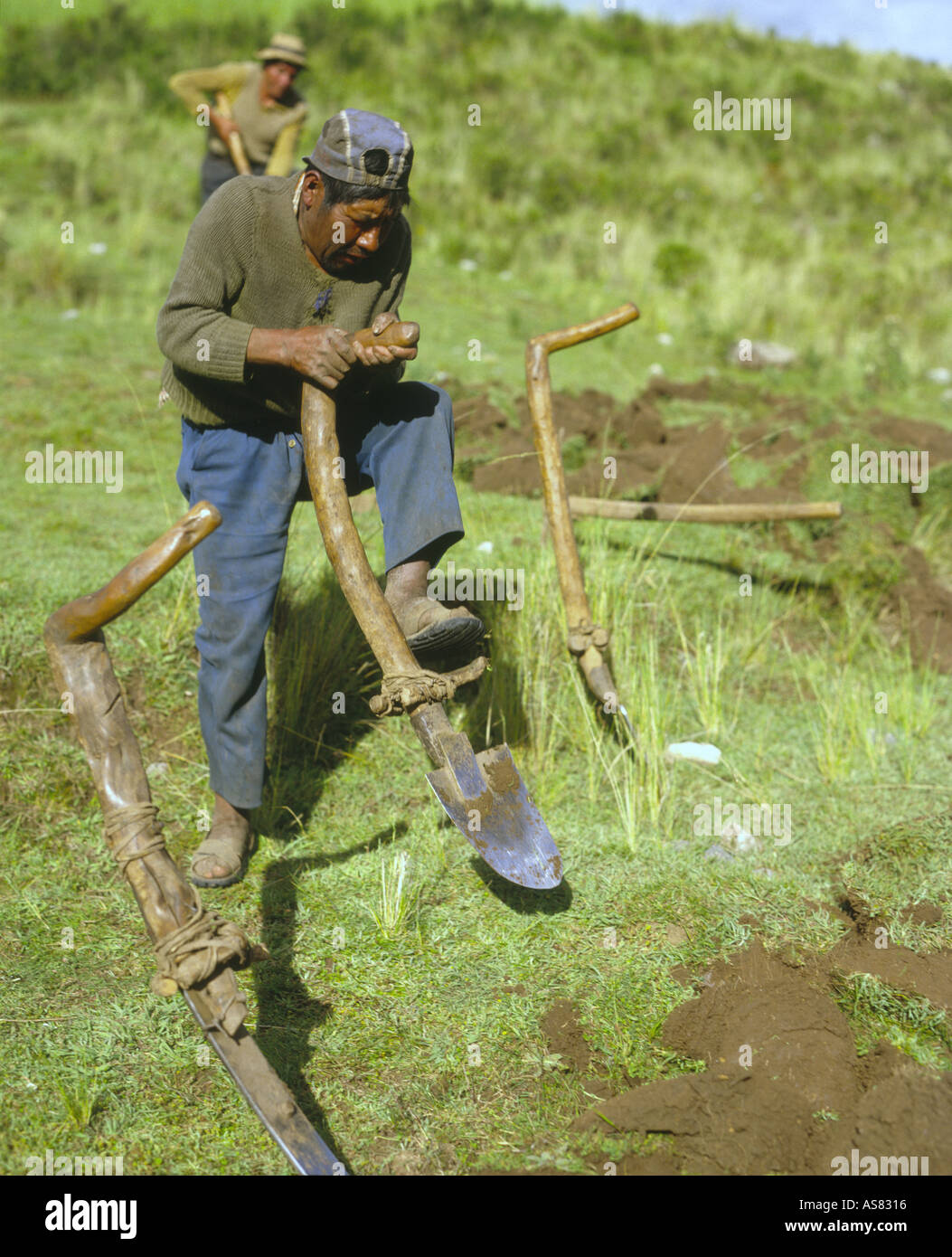 Two indian farmers working in a field in the Peruvian Andes using a traditional foot plough, the taclla Stock Photo