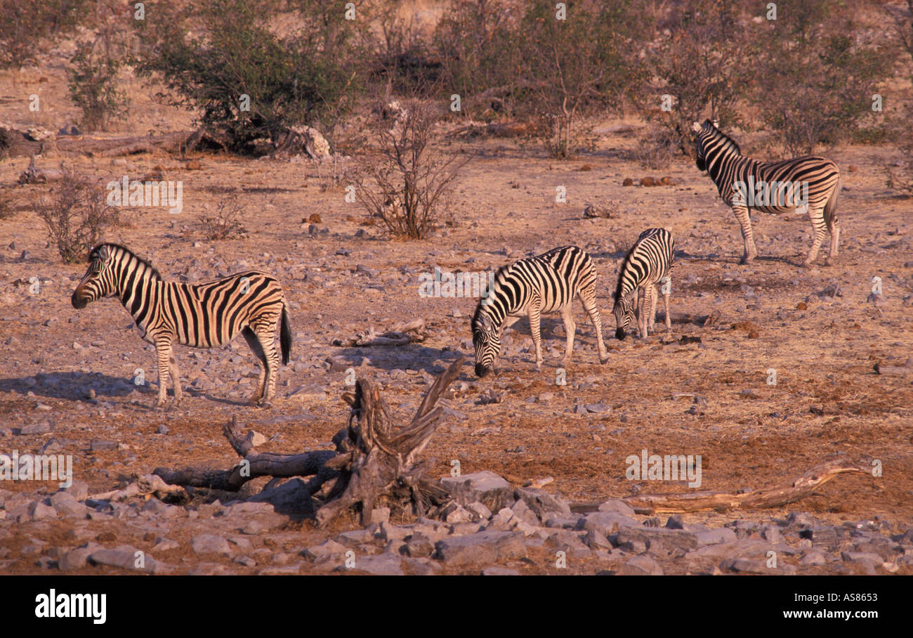 Zebra cautiously approaching the waterhole at Namutoni sunrise Etosha National Park Namibia Stock Photo