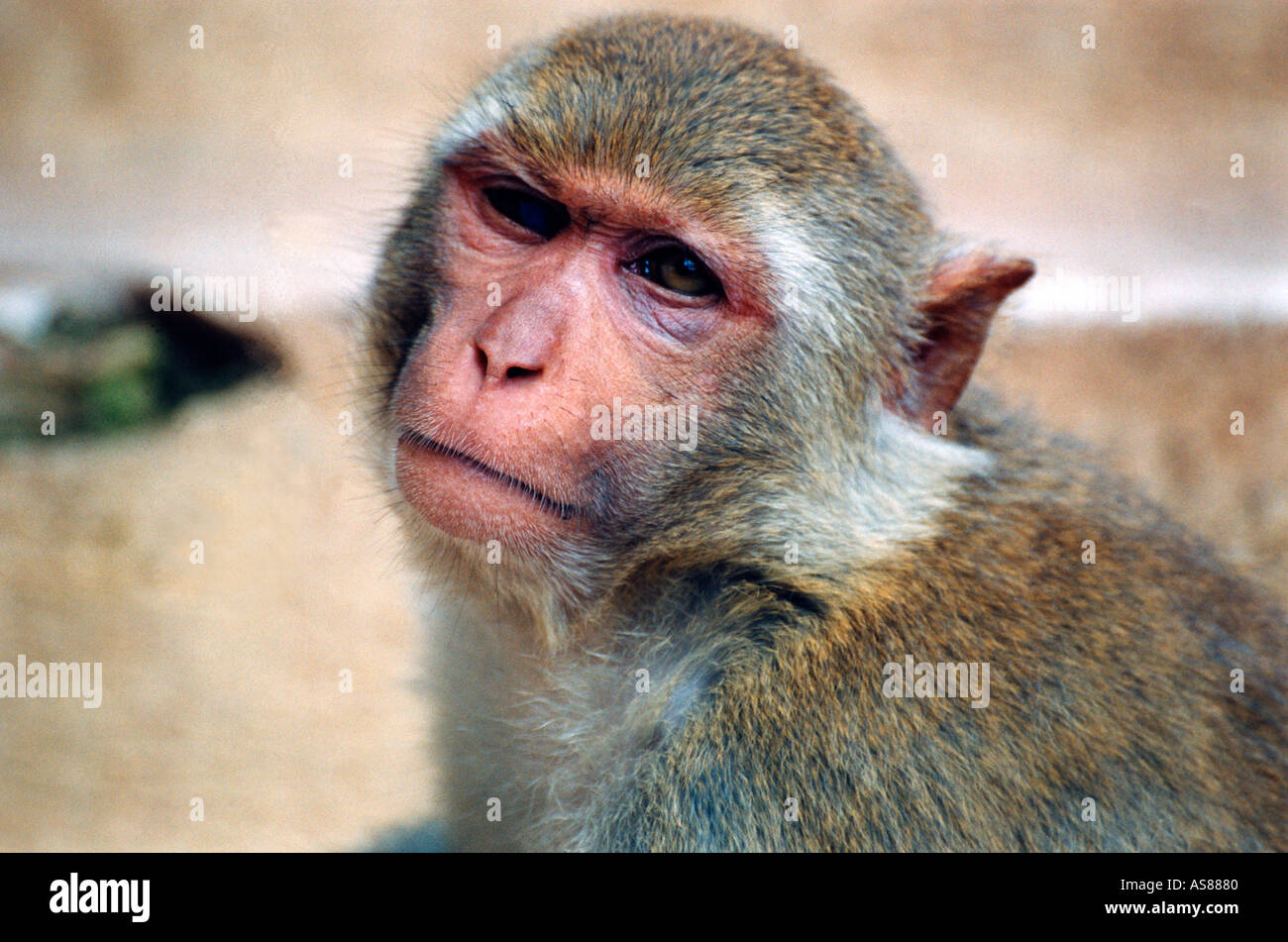 Monkey Mt Popa Myanmar Burma Stock Photo