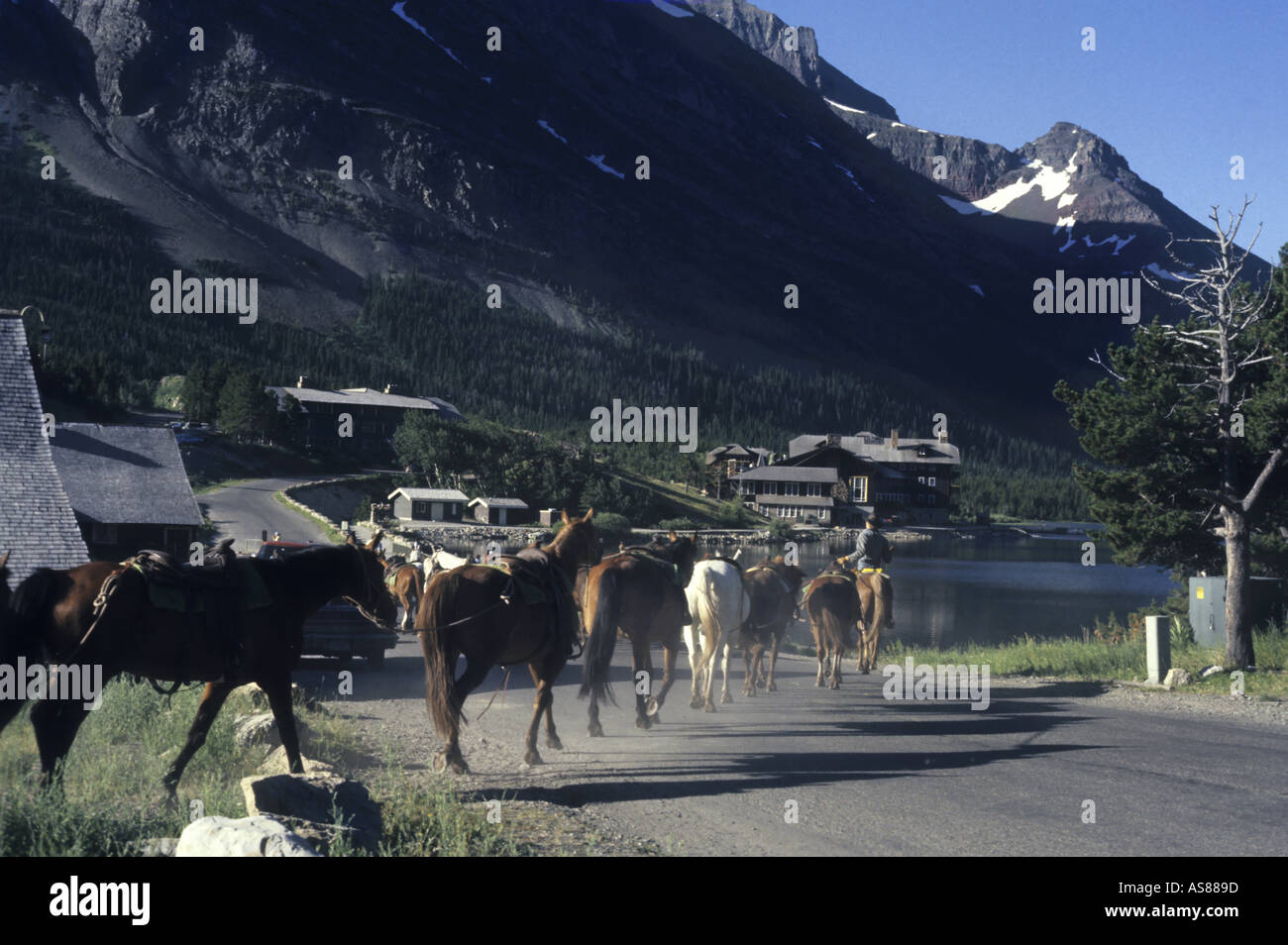 Usa Montana Glacier National Park Swiftcurrent Motor Inn Horses