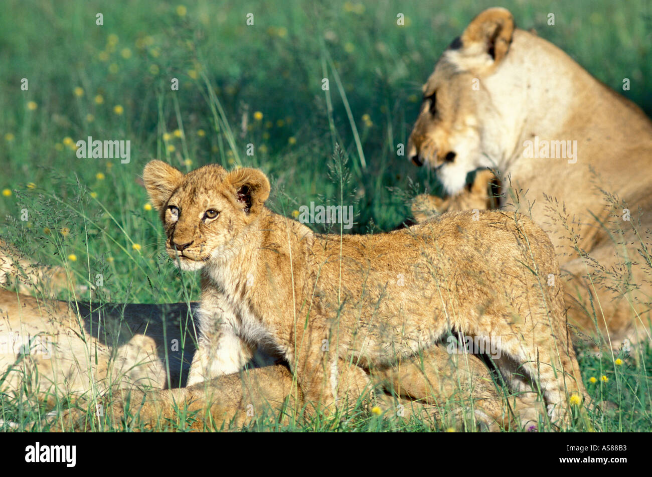 Lion Cub panthera leo with mother and pride of lions Maasai Mara ...