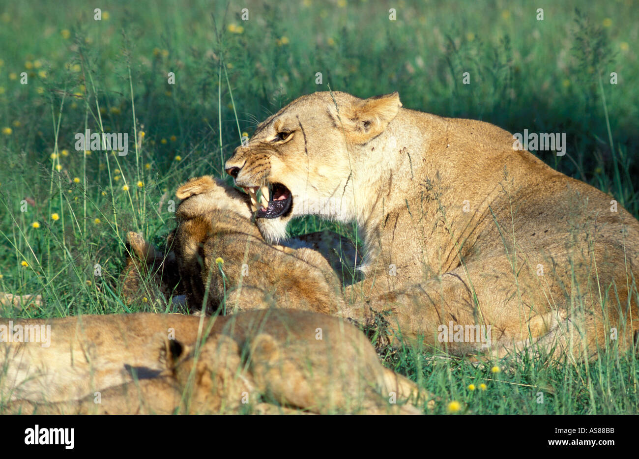 Female lion disciplining her cubs Masai Mara National Reserve Kenya Africa Stock Photo