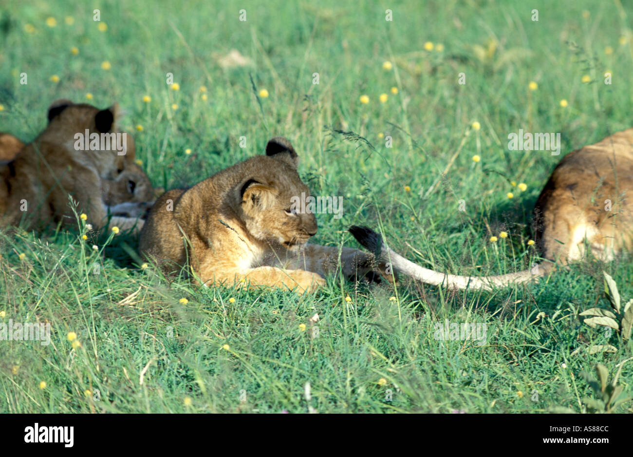 Lion cub playing with mother's tail Masai Mara National Reserve Kenya Africa Stock Photo