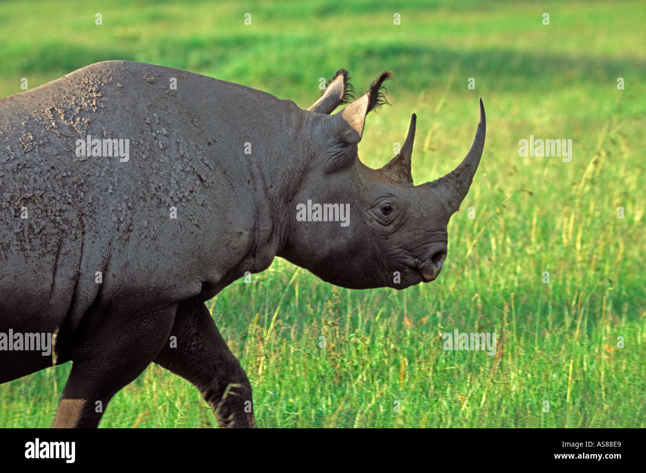Black Rhinoceros Diceros bicornis Endangered Species on the grasslands of Maasai Mara National Reserve Kenya Africa Stock Photo