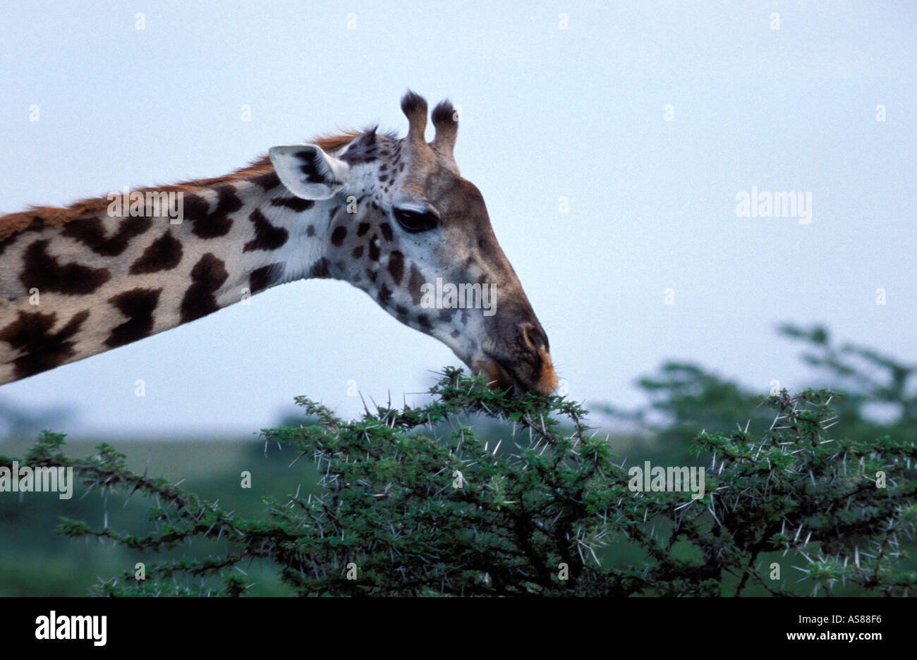 Maasai Giraffe Giraffa camelopardalis on the plains of Maasai Mara National Reserve Kenya Africa Stock Photo