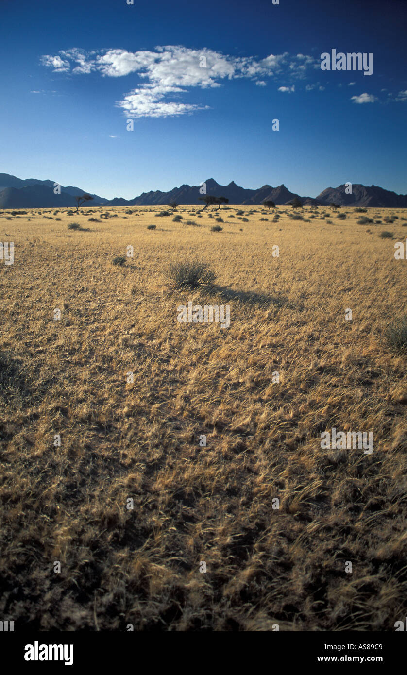 Scrub landscape en route to Sossusvlei Namib Naukluft National Park Namibia Early morning Stock Photo