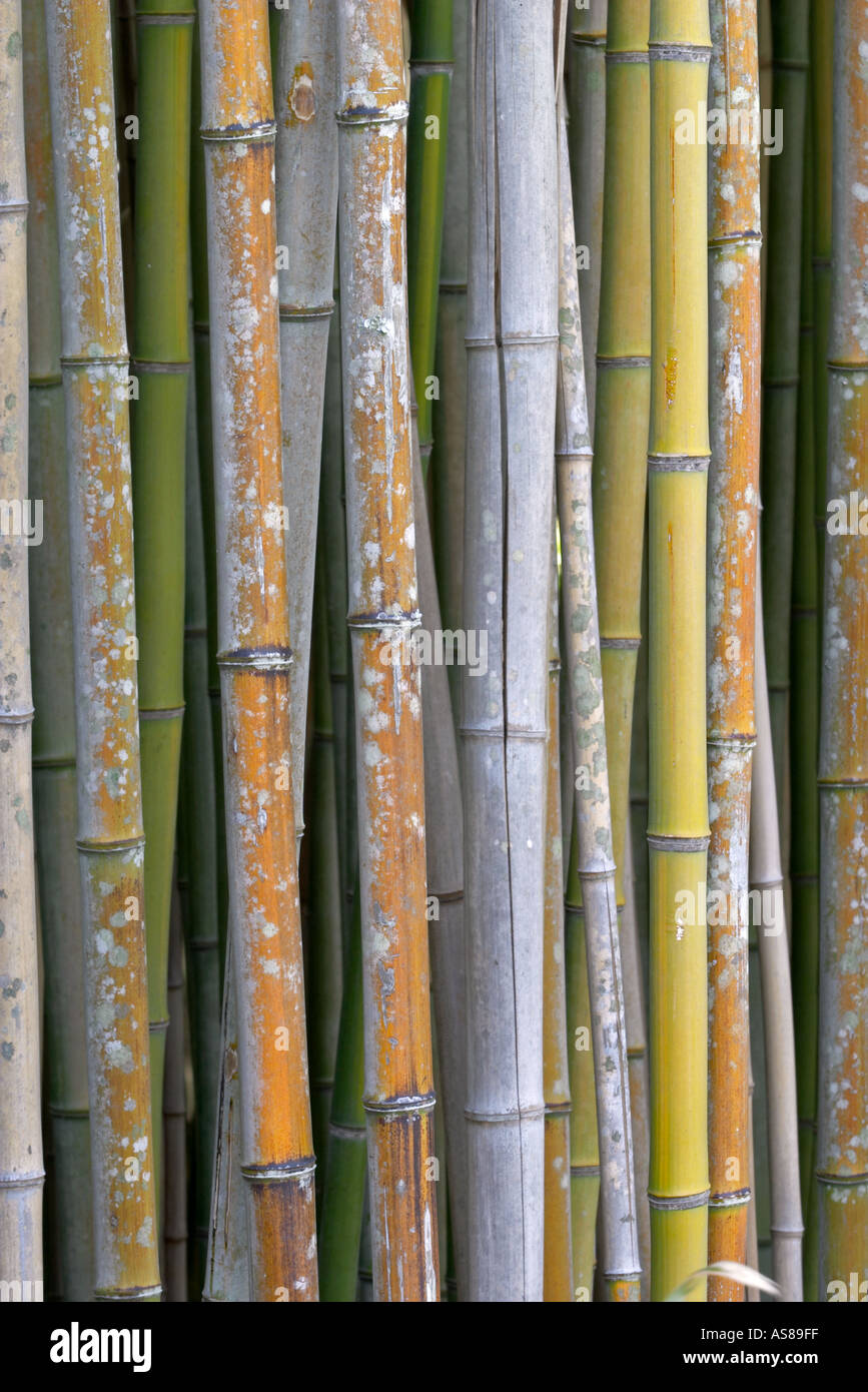 Fresh Cut Bamboo Poles – 2.5–3 Inch Diameter, 3ft To 8ft Lengths, Flame Treated For Durability (6 Pack)