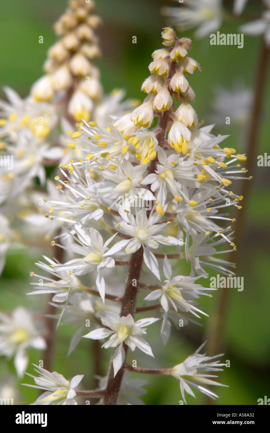 Close up of Foam flower Tiarella cordifolia Stock Photo