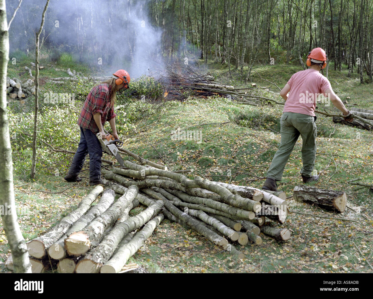 Woodcutters working clearing Forestry Land Southern England UK Stock