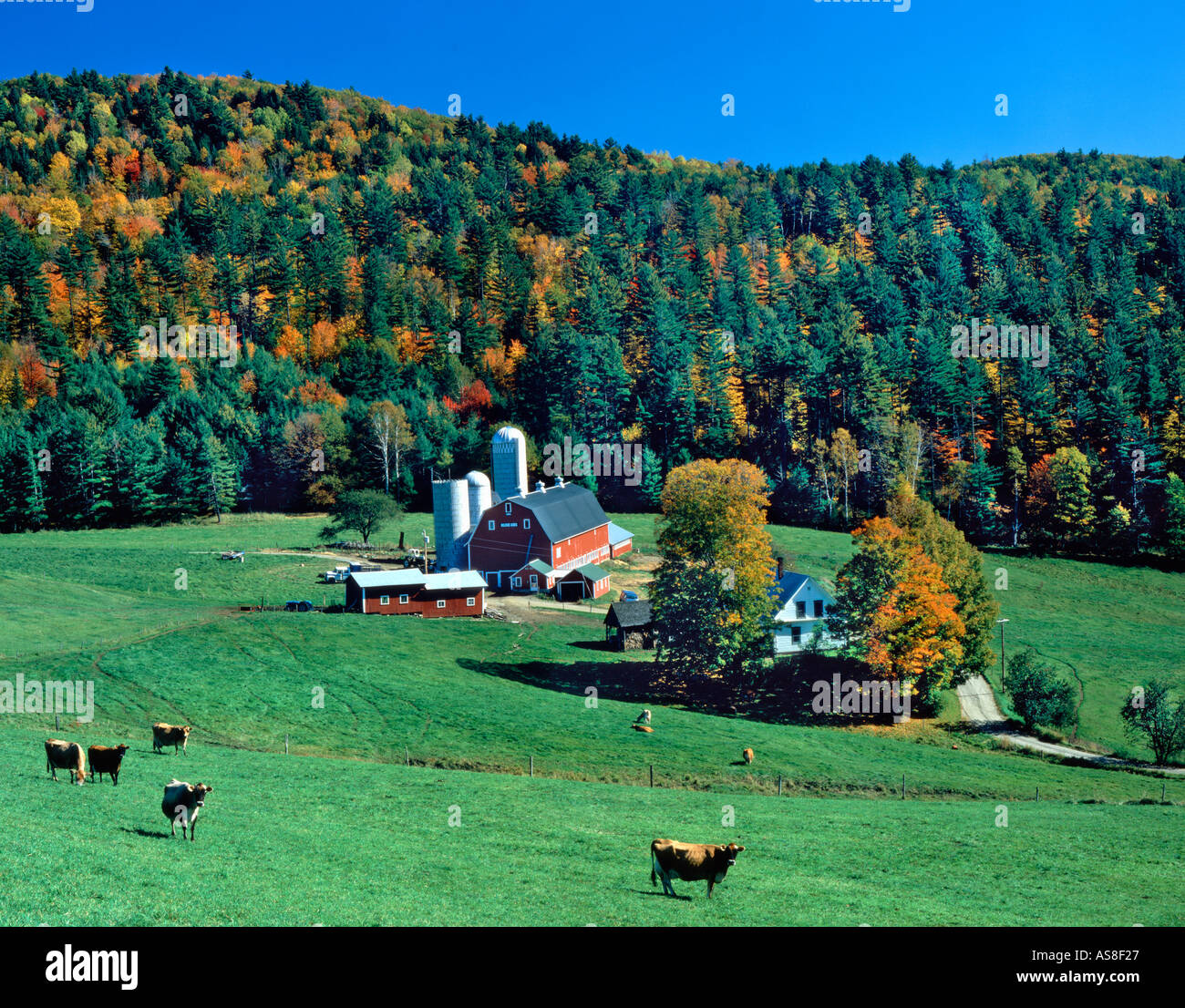 farm near Vermont USA during fall foliage season Stock Photo Alamy