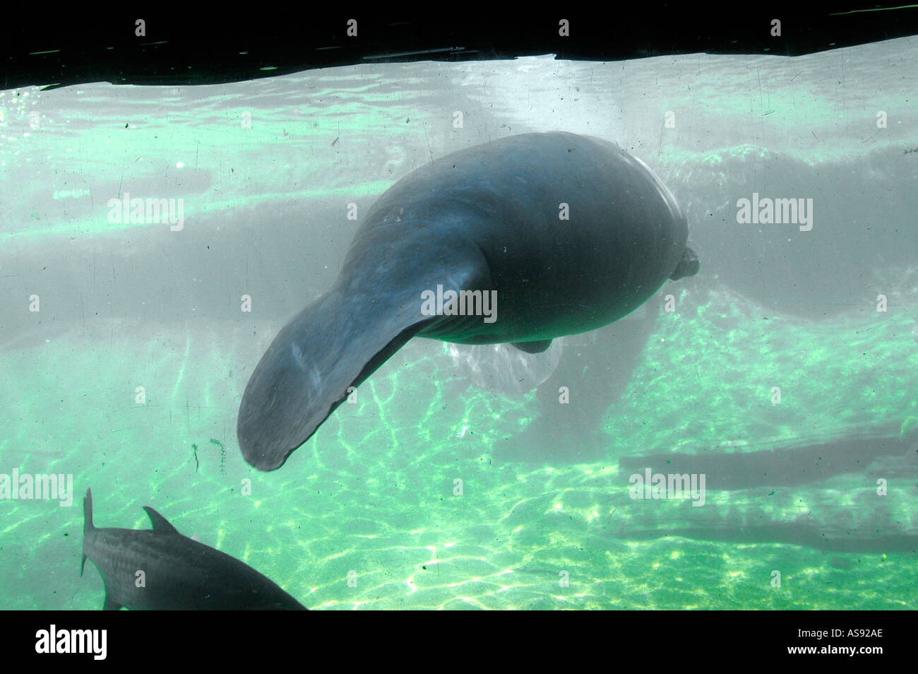Homosassa Springs Florida Manatee Endangered Species Stock Photo - Alamy
