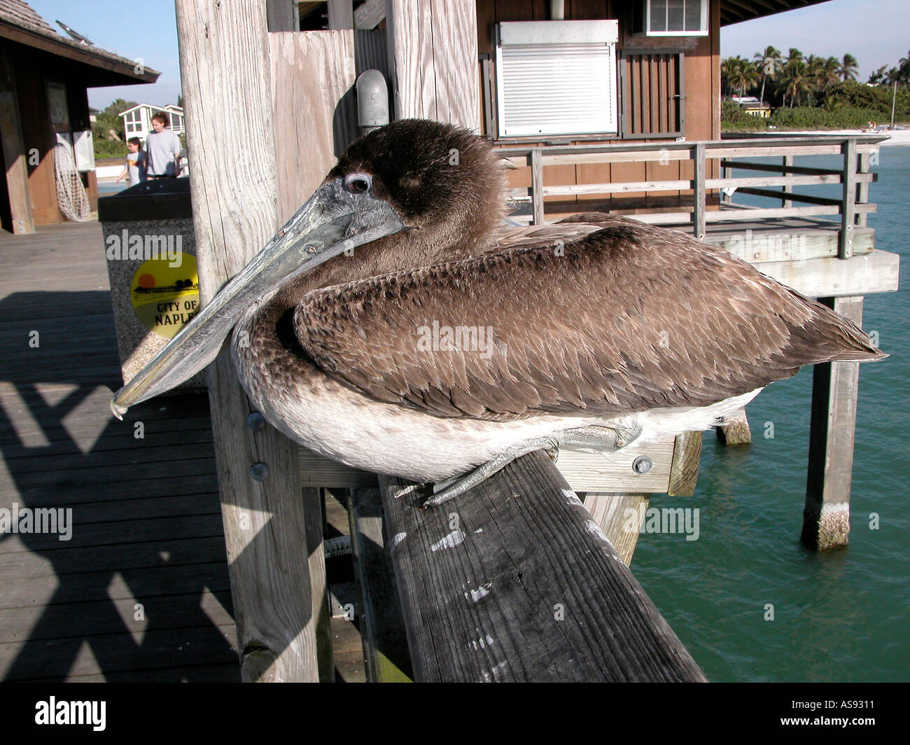 Pelican Perches on Naples Florida Pier Stock Photo