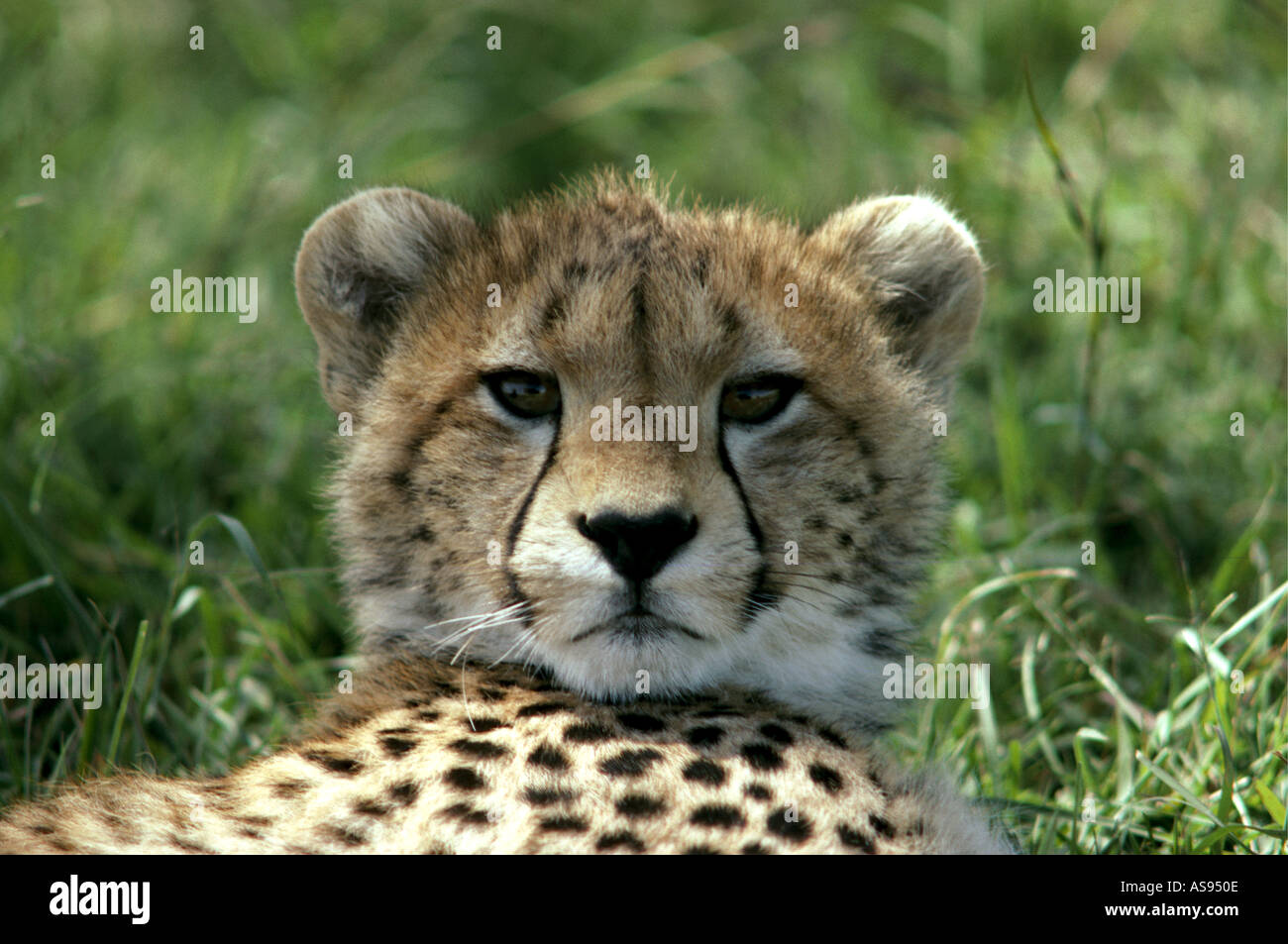 Close up portrait of young cheetah staring straight at the camera Masai Mara National Reserve Kenya East Africa Stock Photo