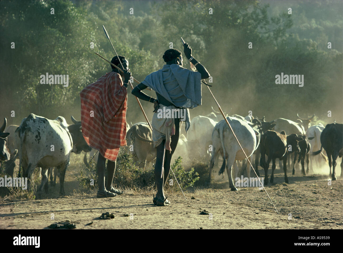 Two Samburu warriors or moran lean on their spears to watch their cattle Maralal Northern Kenya East Africa Stock Photo