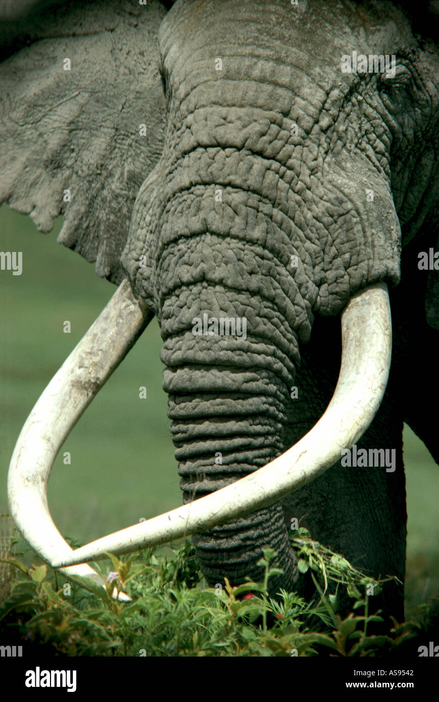 Symmetrical tusks on a mature male elephant Ngorongoro Crater Tanzania East Africa Stock Photo