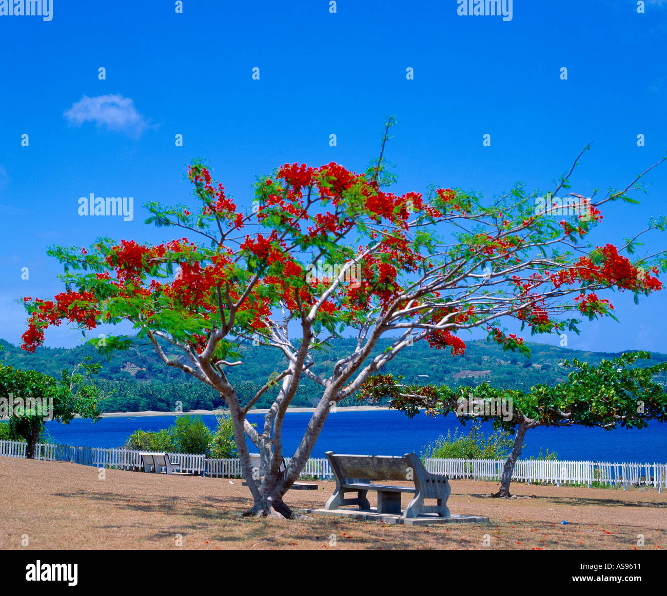 Plymouth Tobago Fort St James Flamboyant Tree Stock Photo