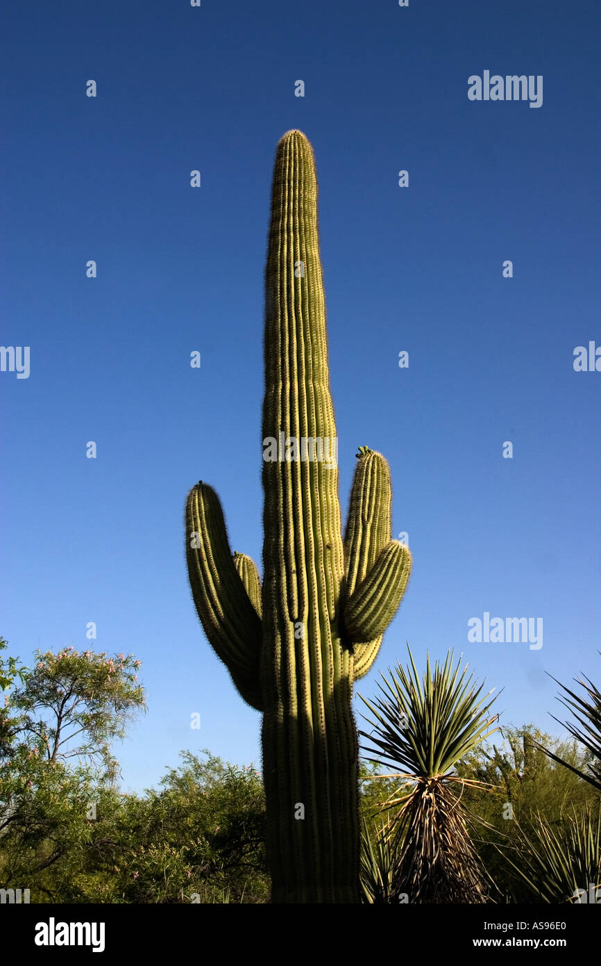Desert Botanical Garden Saguaro Cactus USA Stock Photo