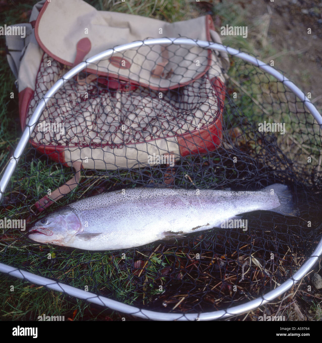 Rainbow trout have a varied diet they are predators hires stock