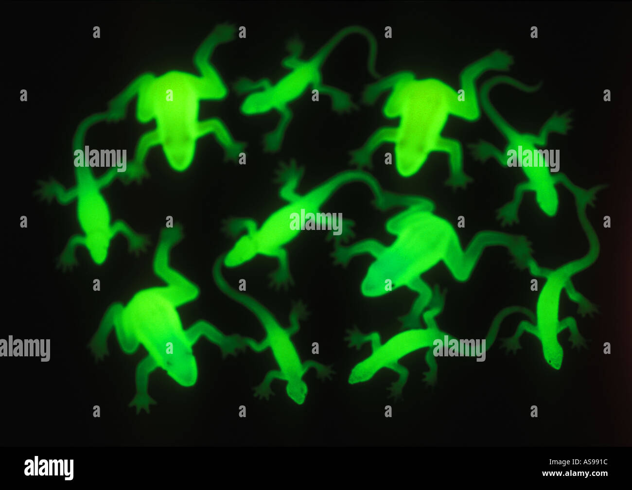 Group of glowing frog and Lizard toys in dark 3001 Stock Photo Alamy