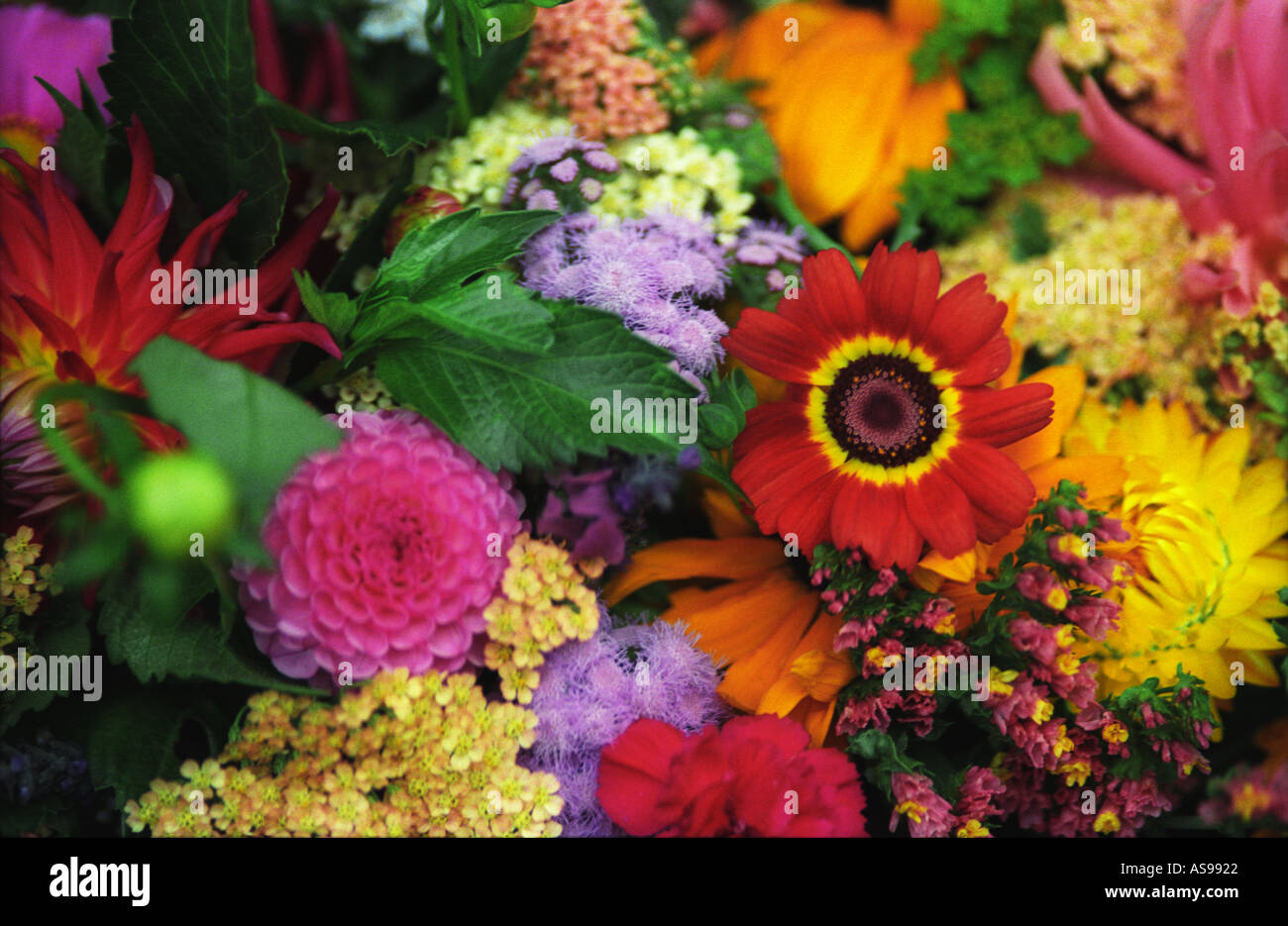 massed floral Tasmania flower farm display 3022 Stock Photo Alamy