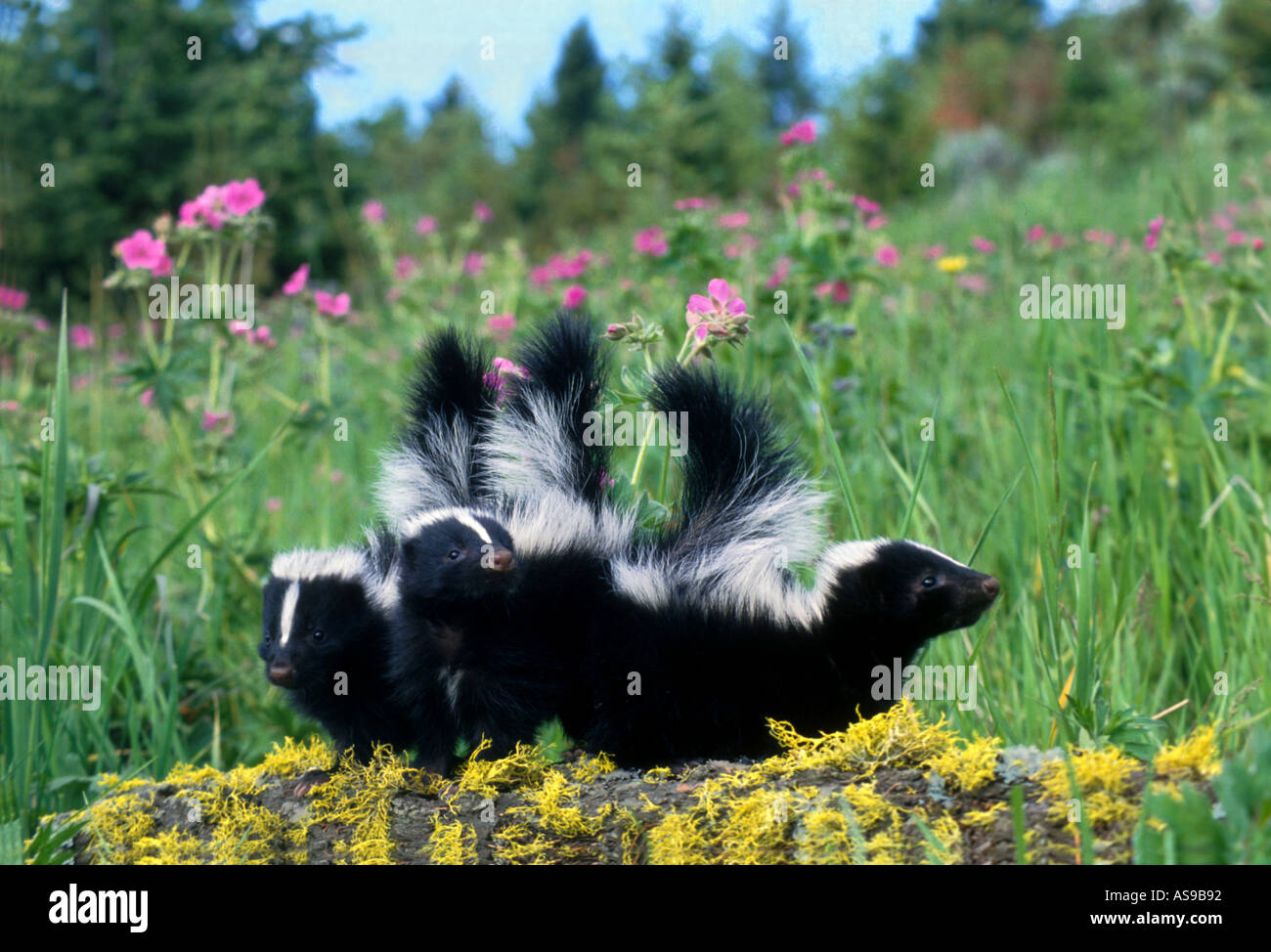 MS4-18 THREE BABY STRIPED SKUNKS AND FLOWERS Stock Photo