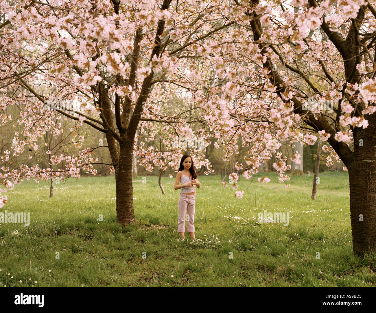 young girl standing in cherry trees in blossom Stock Photo Alamy