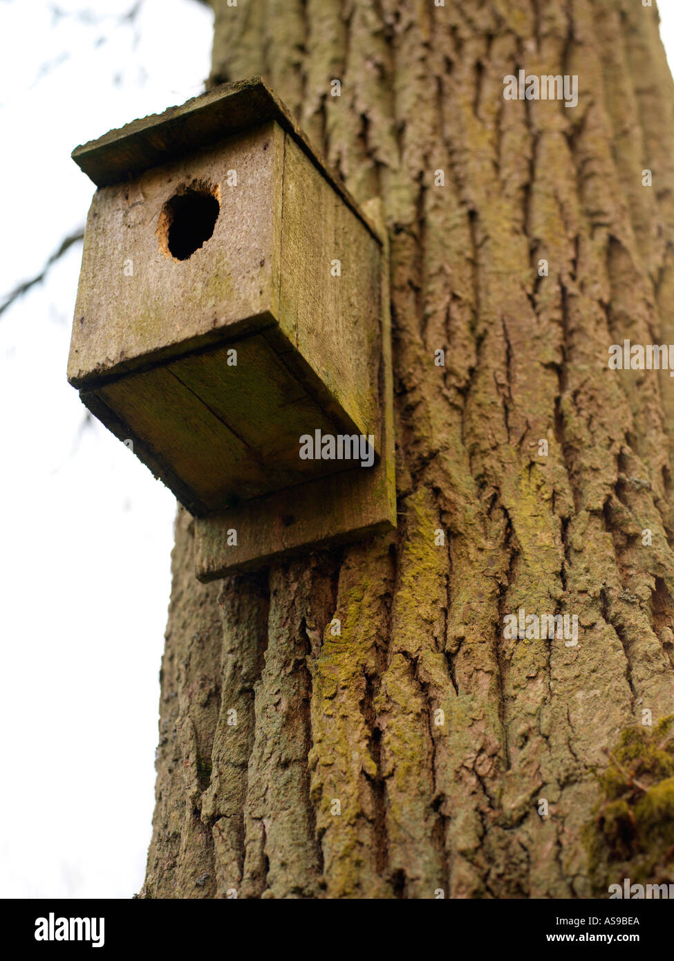 wooden bird box on tree Stock Photo