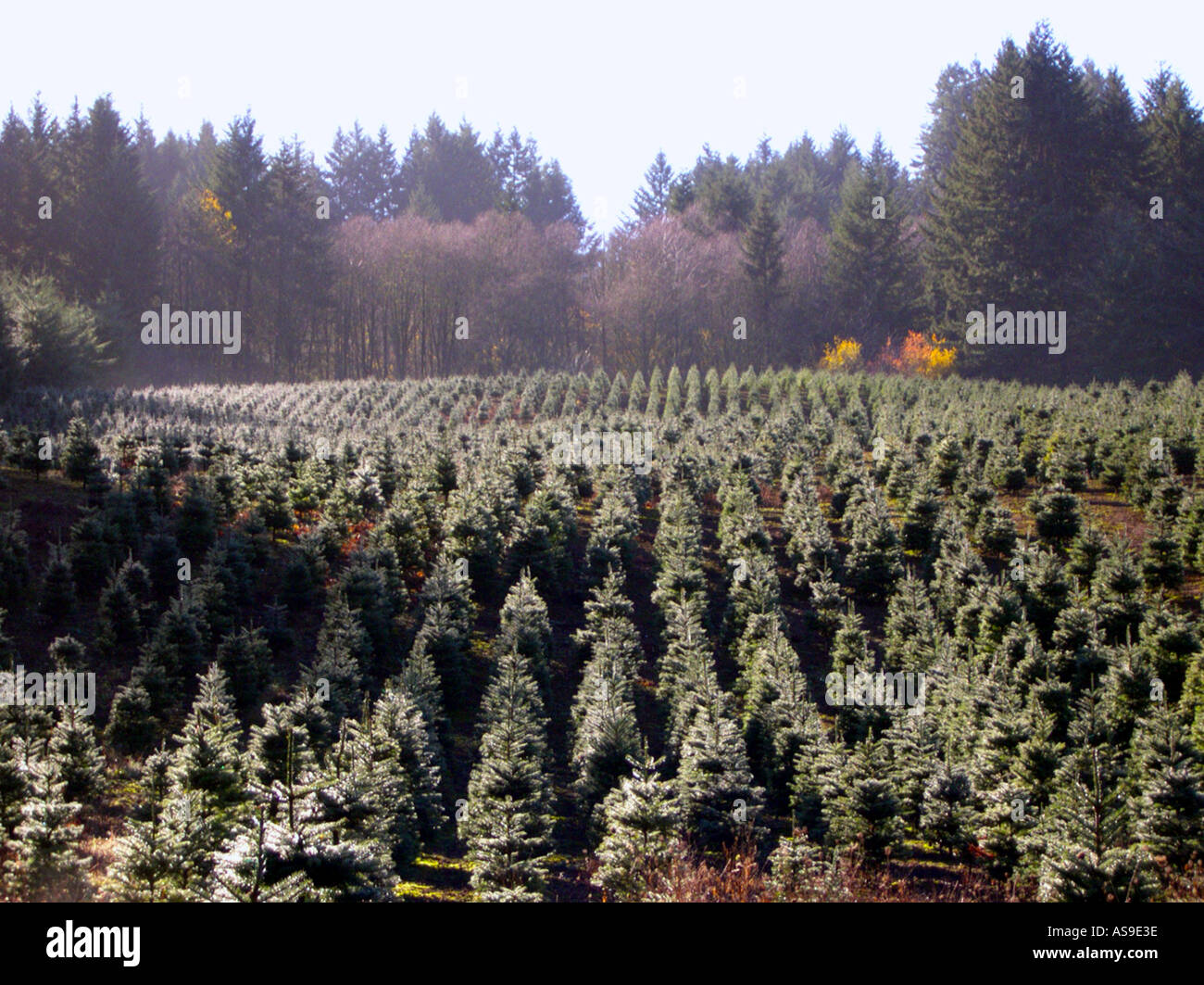 Estacada oregon hires stock photography and images Alamy