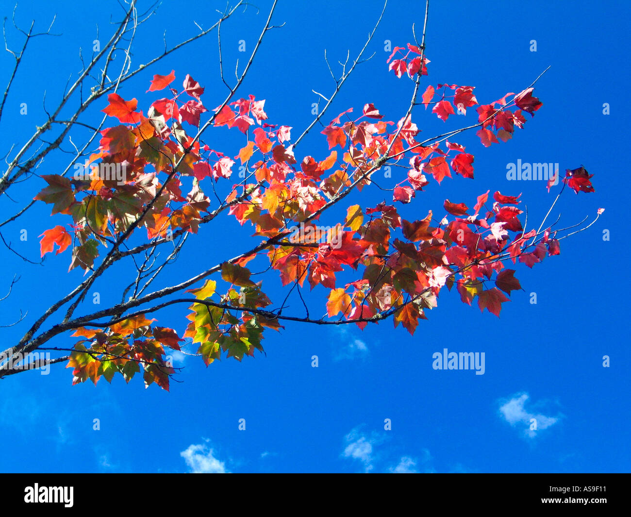 Branches Trees of New Brunswick Stock Photo Alamy