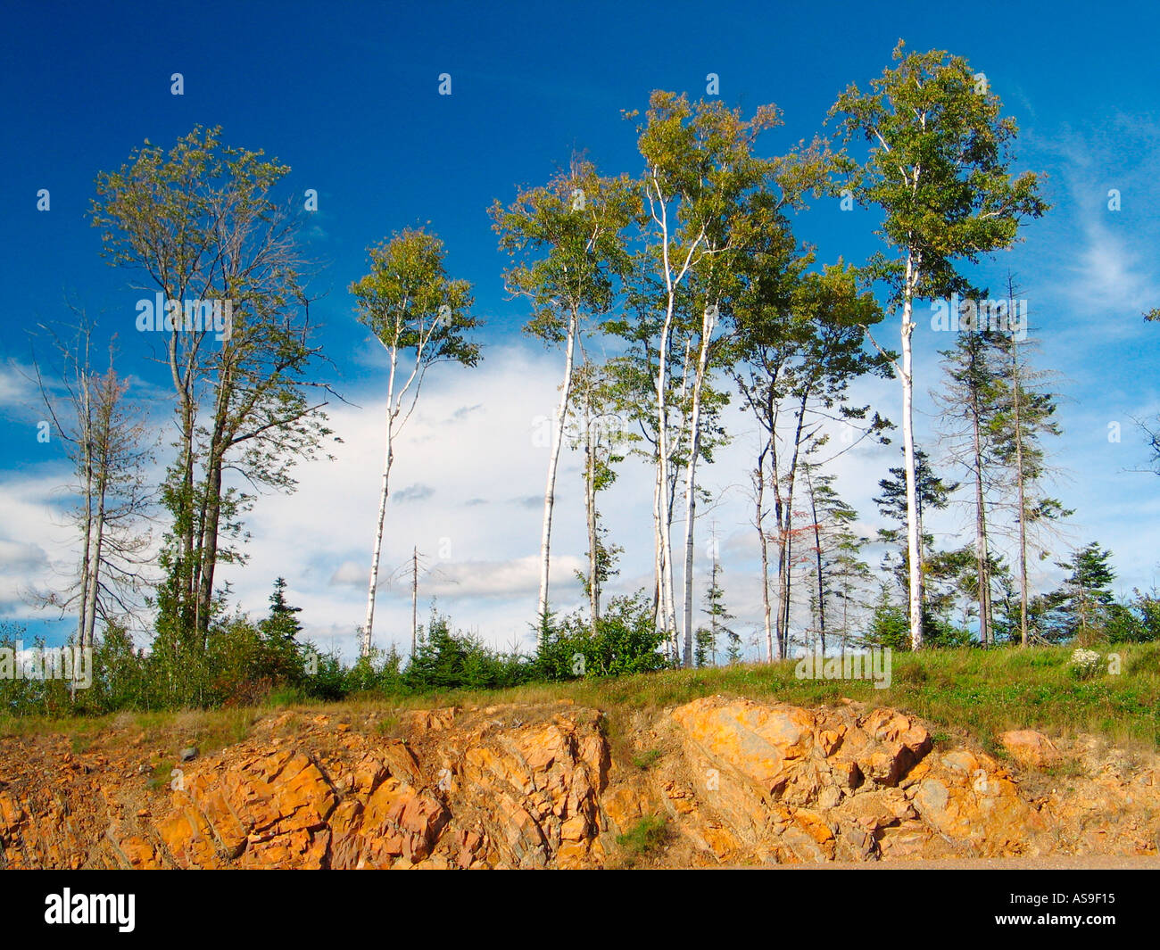 Trees of New Brunswick Stock Photo Alamy