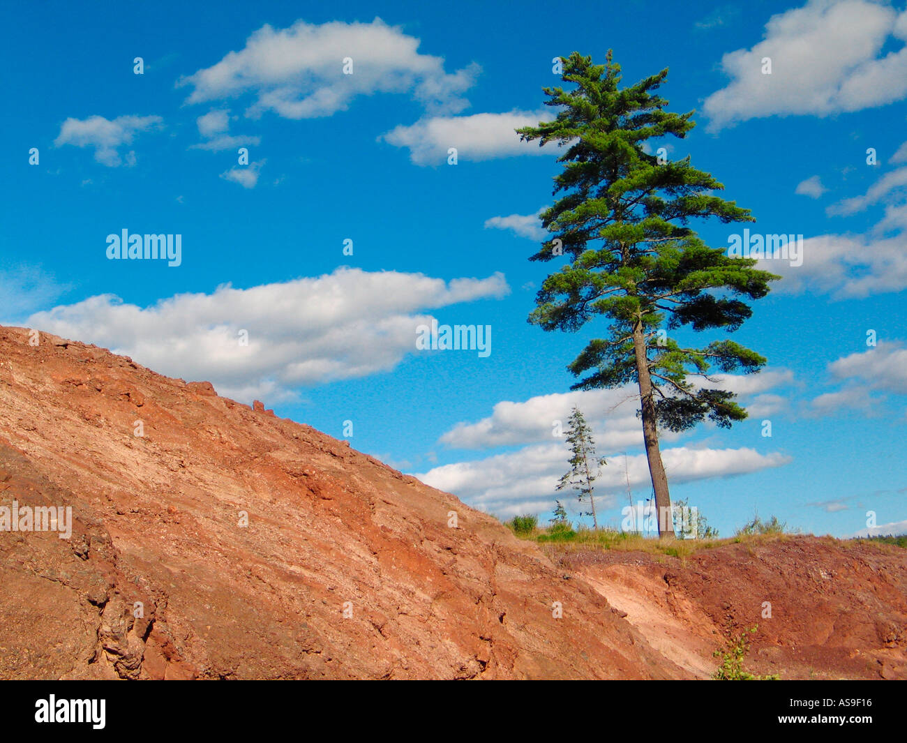 Trees of New Brunswick Stock Photo Alamy