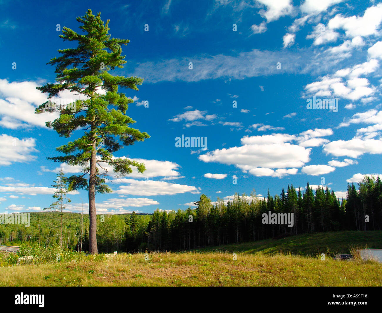 Trees of New Brunswick Stock Photo Alamy