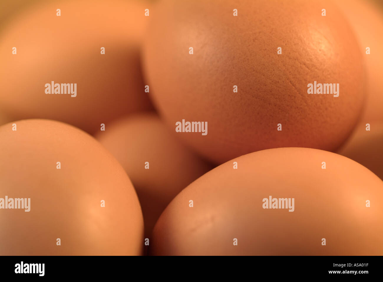 Eggs Stock Photo