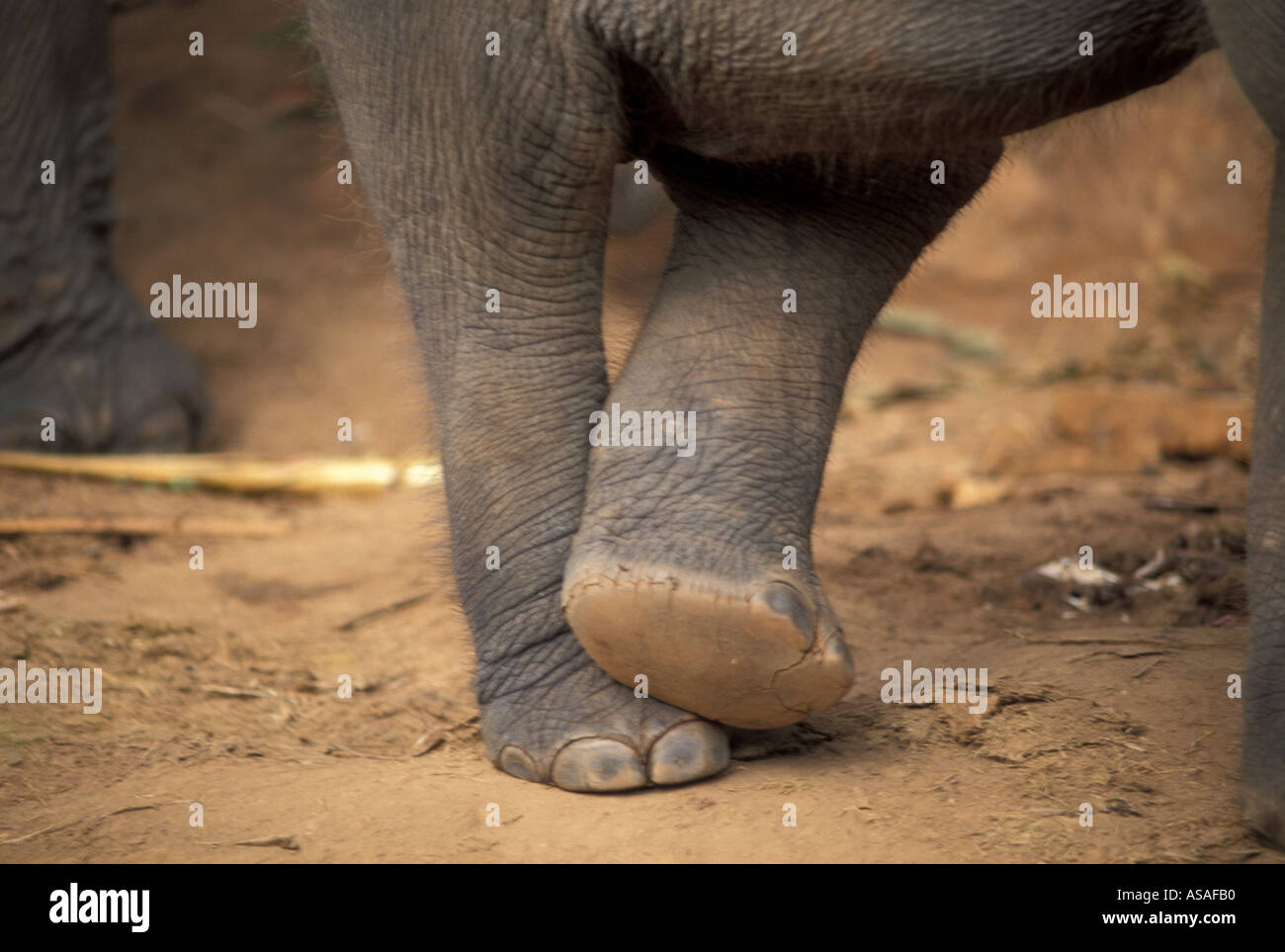 Baby elephants crossed legs hires stock photography and images Alamy