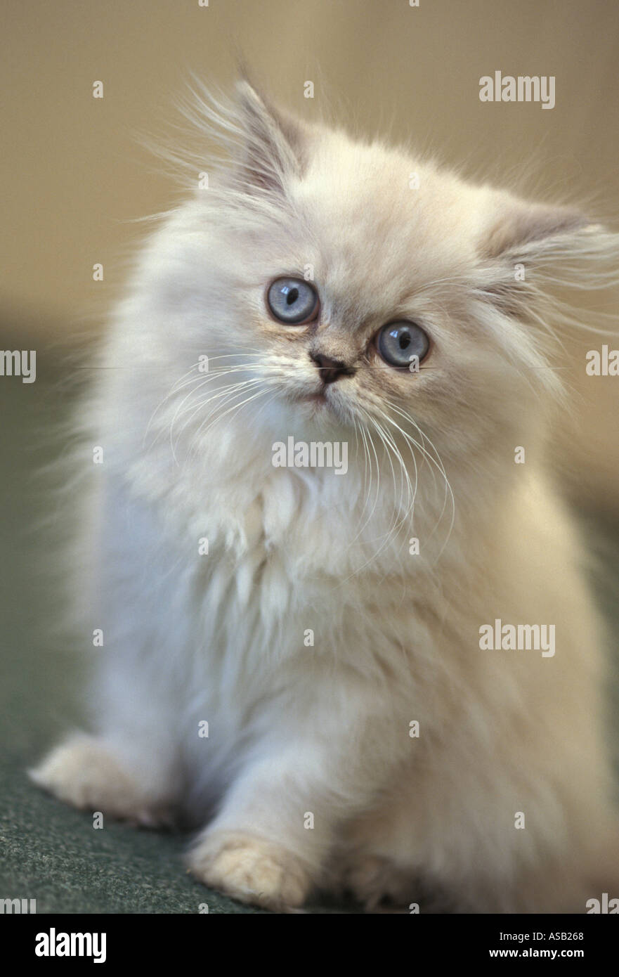 A beautiful Persian kitten Stock Photo Alamy
