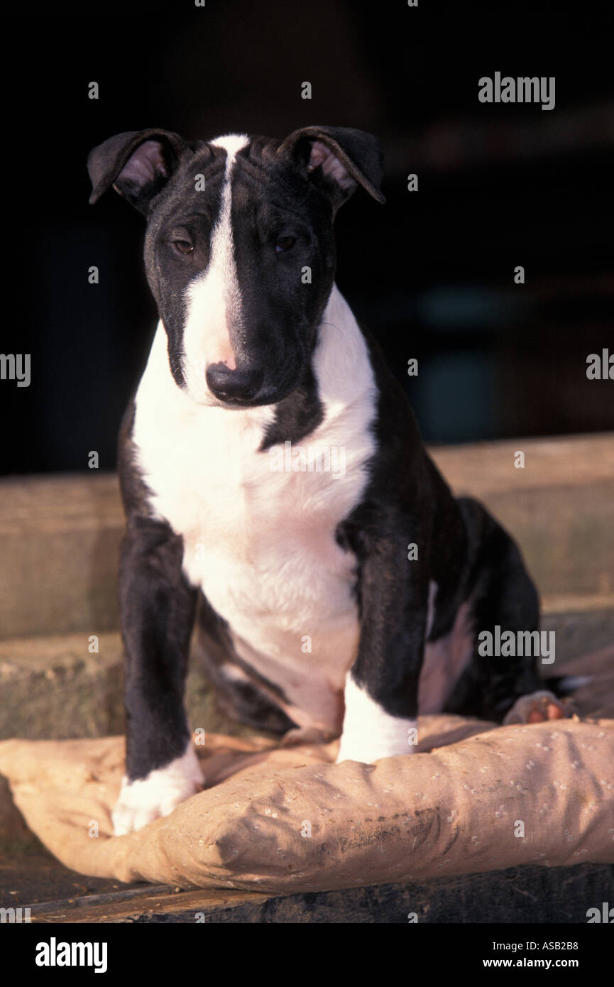 English bull terrier 12 weeks old Stock Photo