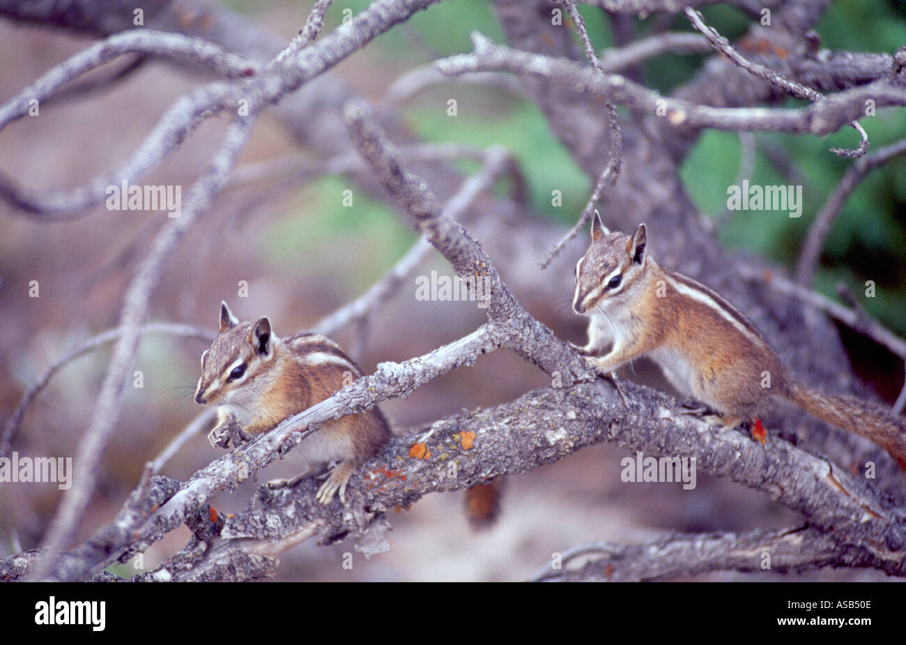 Chipmonks in a tree, Yellowstone National Park, Wyoming, USA Stock Photo