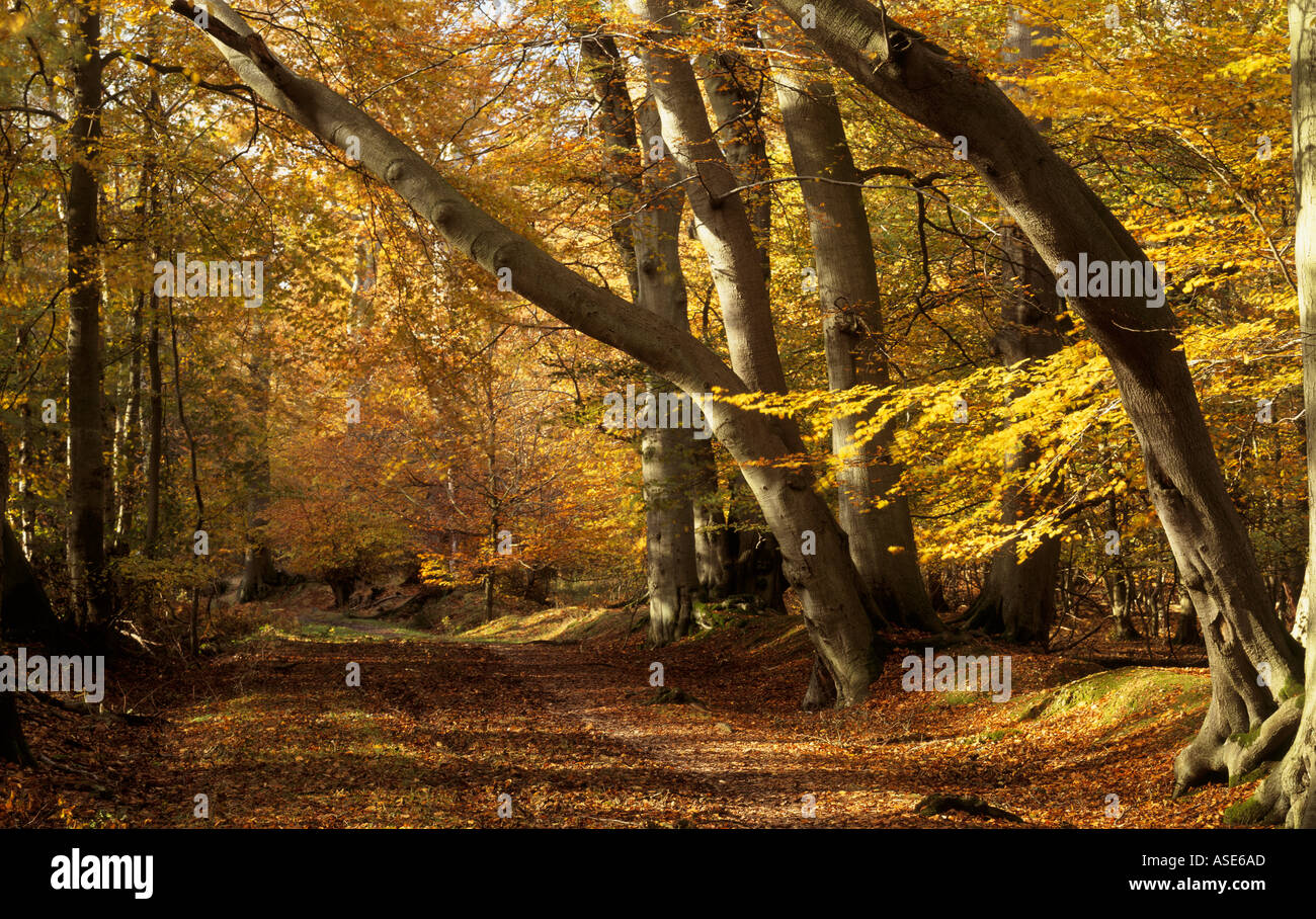 Beech trees on the Ashridge Estate at Thunderdell Wood taken in the Autumn with the leaves a strong yellow colour Stock Photo