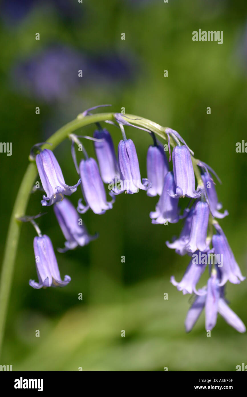 Native bluebell poisonous hires stock photography and images Alamy