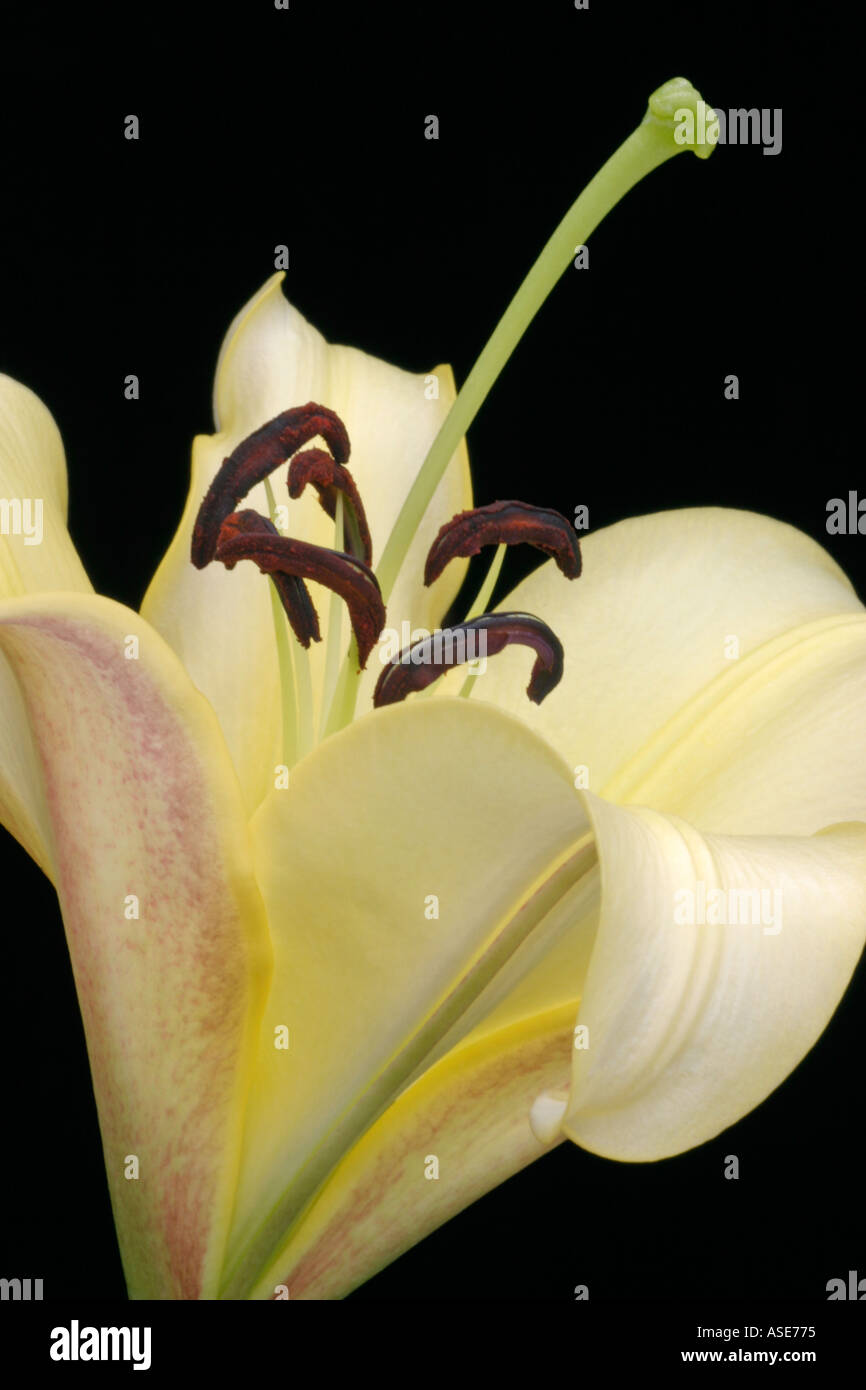Genus Lilium . The perfection of an opening Oriental Lily Flower Stock