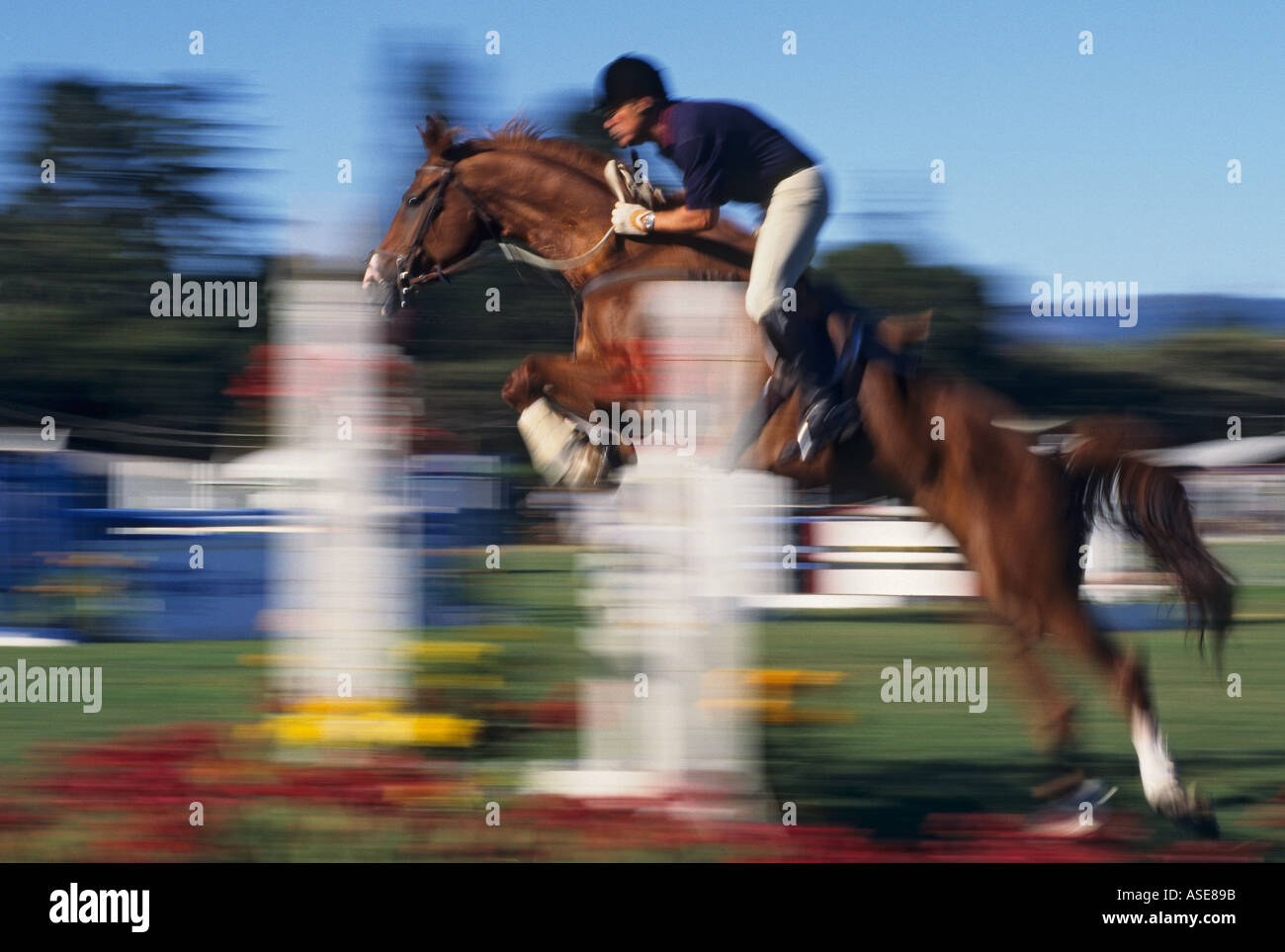 horse and male rider jumping fence Stock Photo Alamy