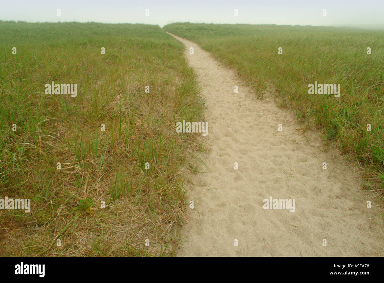 sandy path through beach grass and dunes on a foggy day Stock Photo