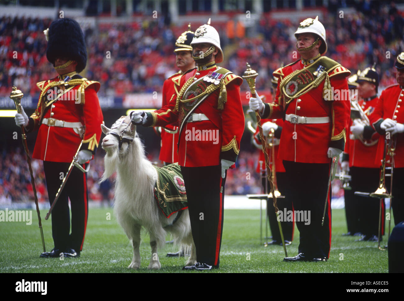 Royal Regiment of Wales Band and Goat Millennium Stadium Cardiff South Glamorgan Wales UK DW1  Stock Photo