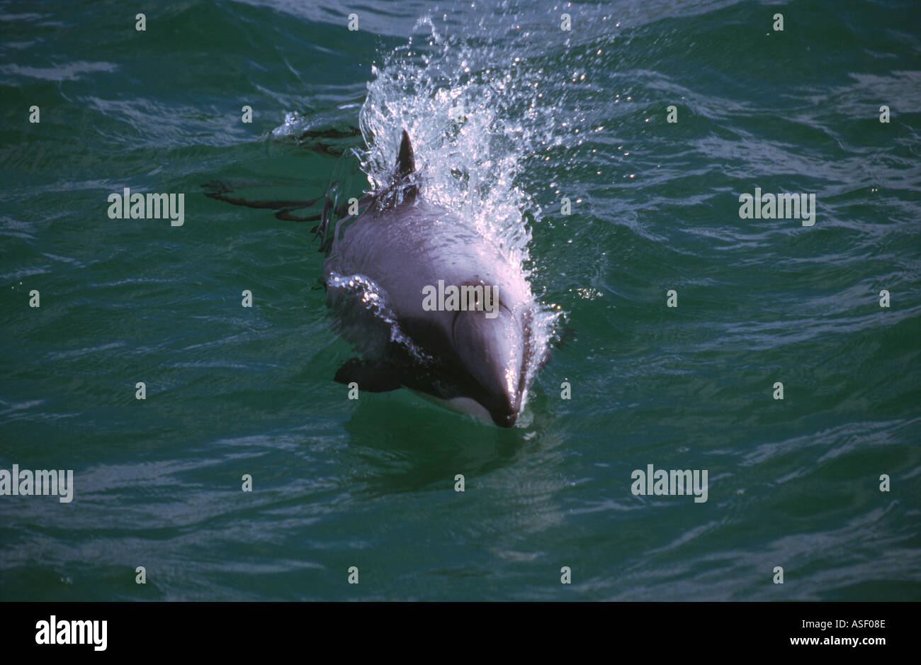 Hector s Dolphin Cephalorhynchus hectori porpoising Southland New Zealand Stock Photo