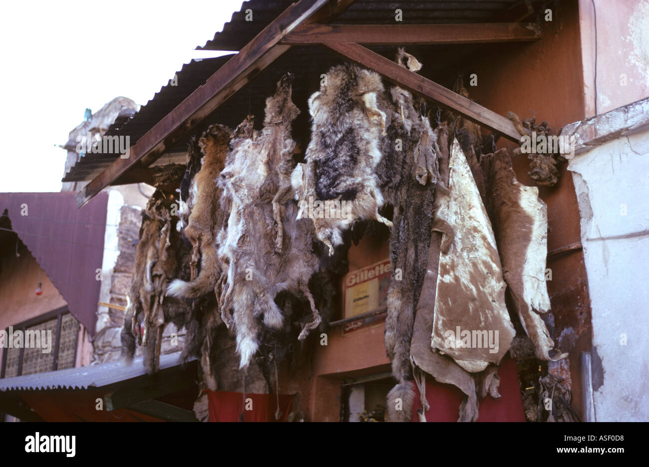Animal skins on sale at witch doctors pharmacy in Marrakesh souk bazaar Morocco Stock Photo