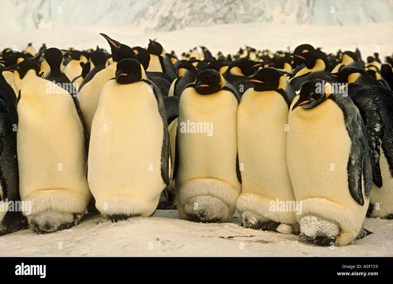 Emperor penguin Aptenodytes forsteri parents with chicks on feet in