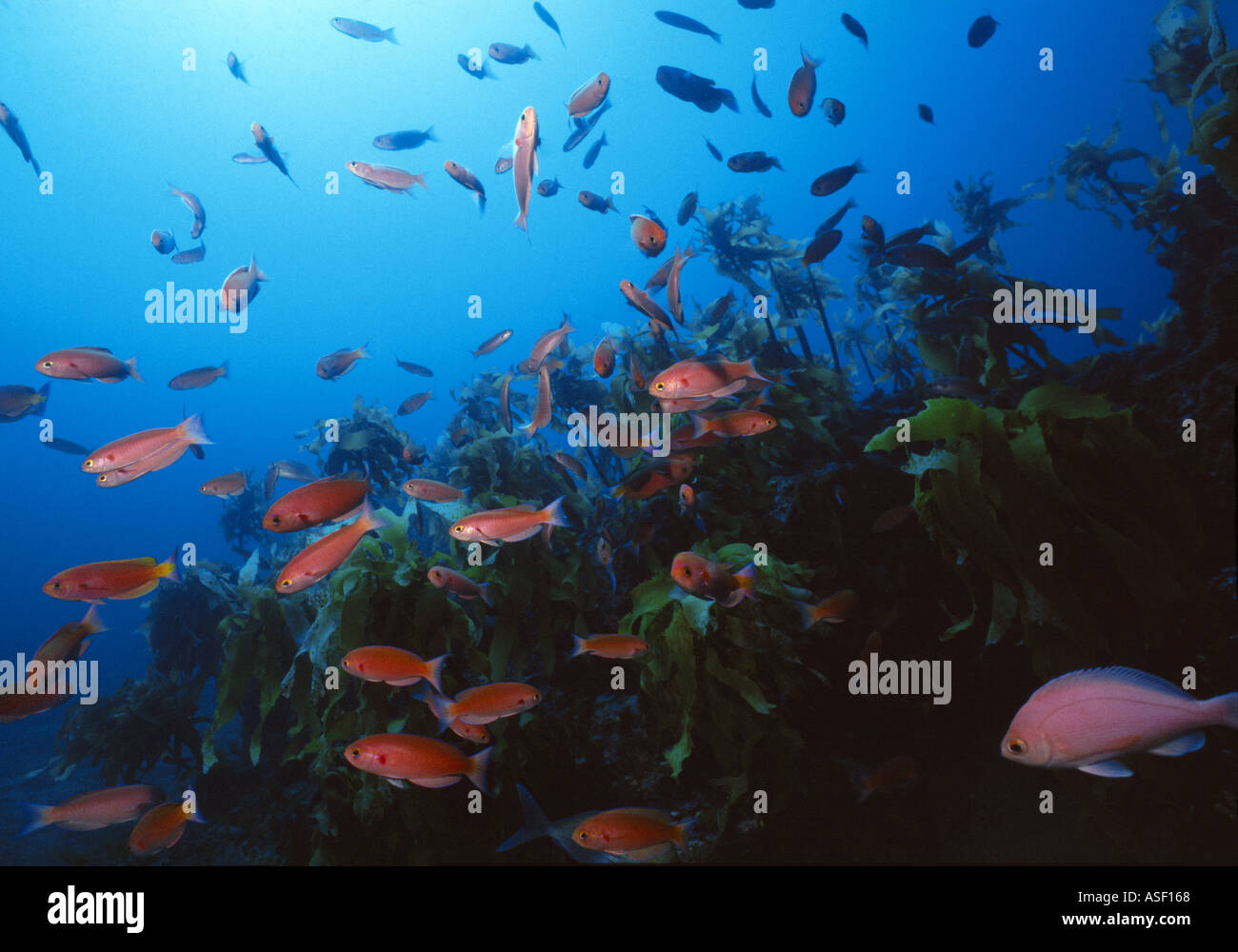 School of Splendid Perch swim over kelp forest on rocky reef Mayor Island New Zealand Depth 27 metres  Stock Photo