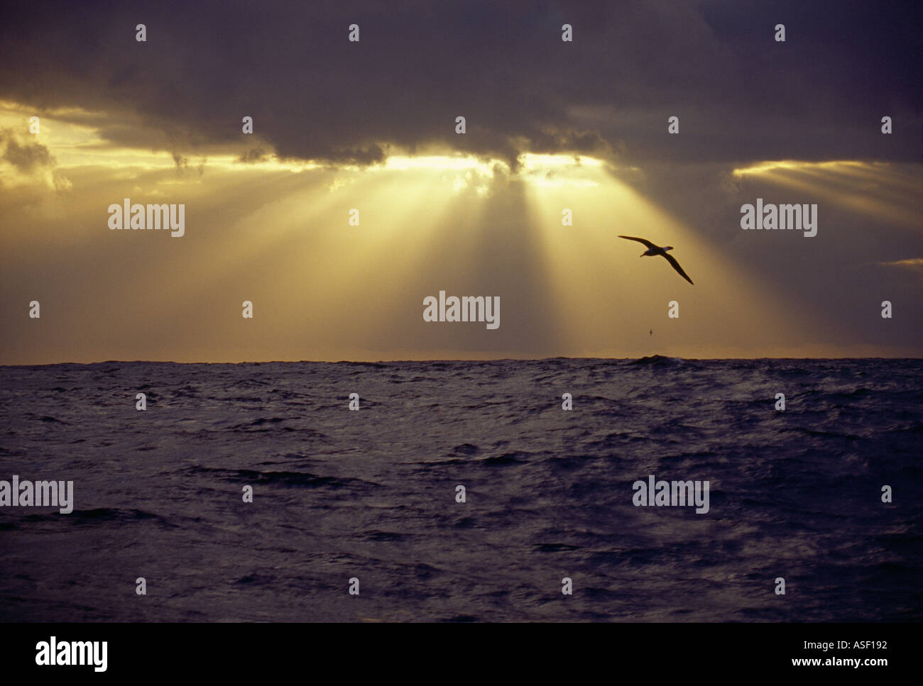Albatross soaring over open ocean Southern Ocean Sunbeams sunrays ...